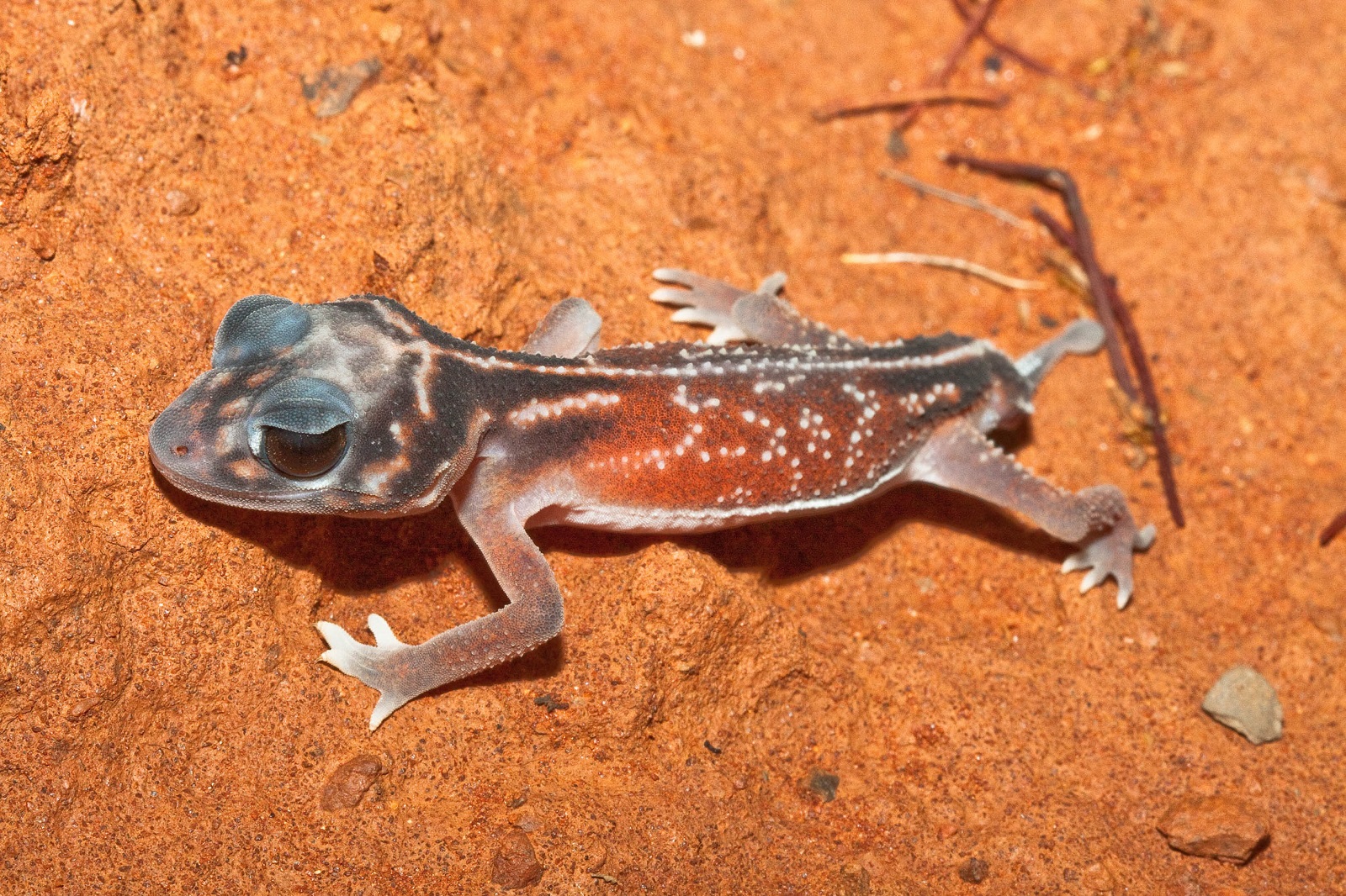 Real Monstrosities Knobtailed Gecko