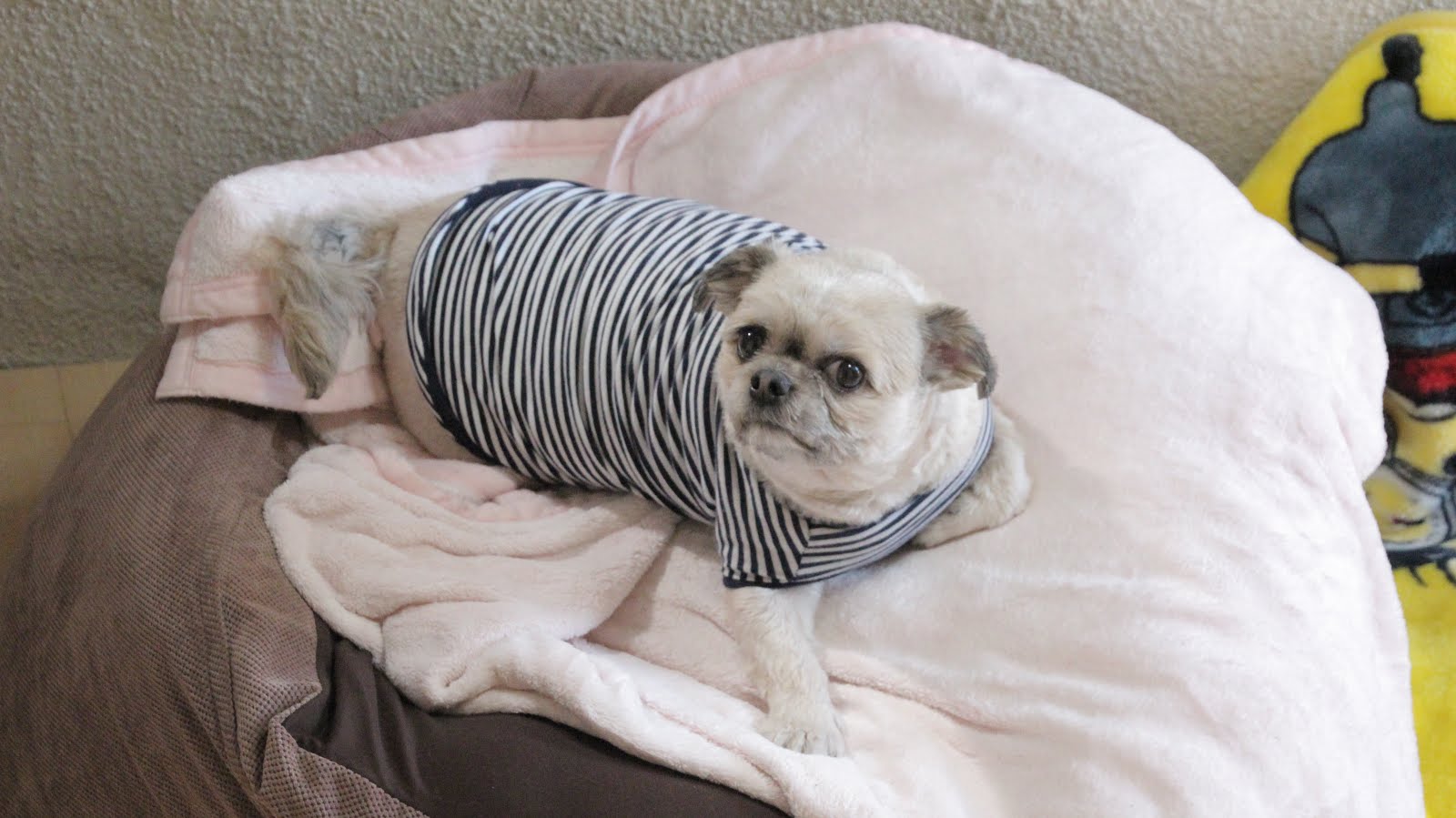 突然少年 犬のキモチ Mv監督 撮影 製作しました