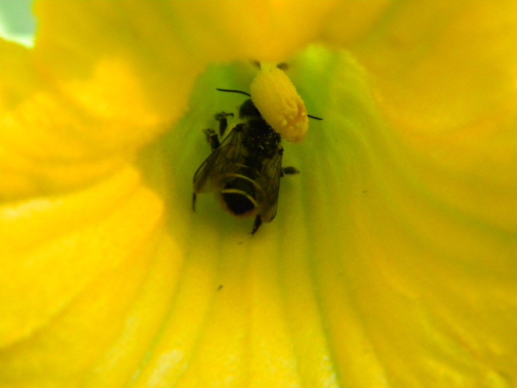 Bees, Birds, Berries, and Blooms! Beee..utiful