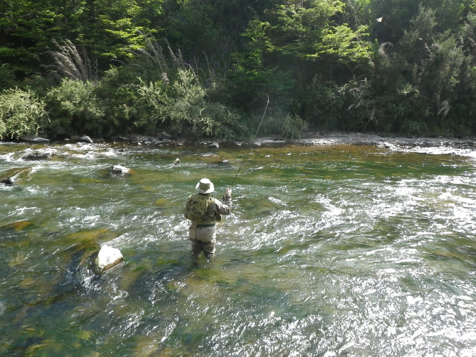 Fly Odyssey Newsletters Fly fishing Coyhaique, Chile Client report