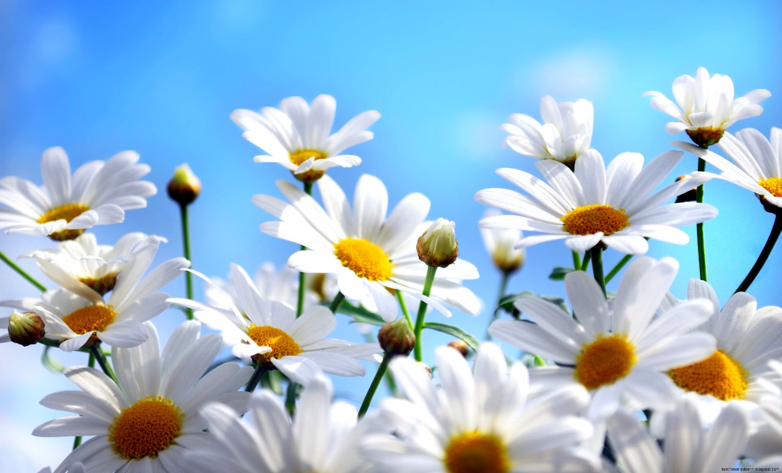 Summer Flowers Daisies Summer Flowers Daisies