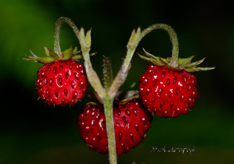 strawberry--jagoda