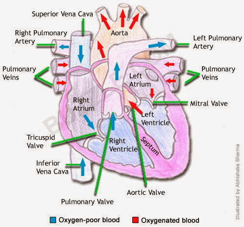 biomed all invited the human heart anatomy physiology conduction heart anatomy and physiology