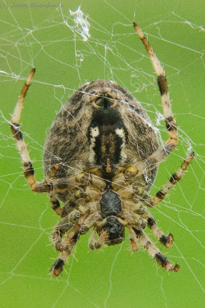 pacific northwest spiders pacific northwest spiders