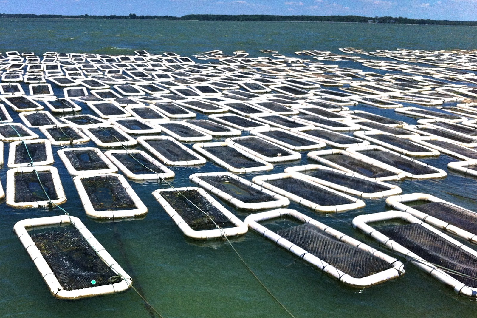 florida girl in dc Visiting Choptank Sweets Oyster Farm & Eating