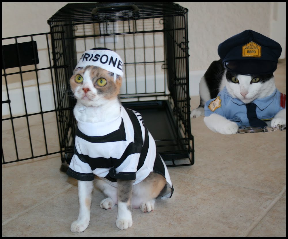 Image result for cat in prison outfit