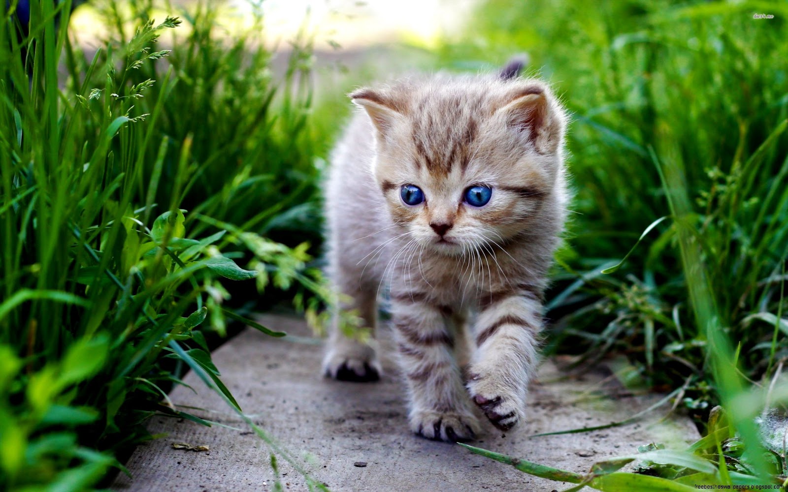 Cute Baby Animal Desktop Cute Baby Animal Desktop