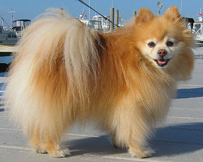 Pomeranian Dog