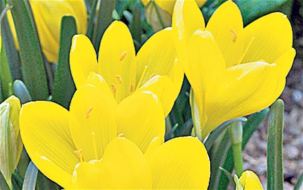 autumn graphics picture autumn flowering bulbs autumn graphics picture autumn flowering bulbs