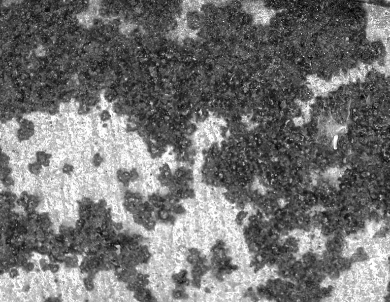 365 Projects Rust On Metal Pipe Texture Photograph