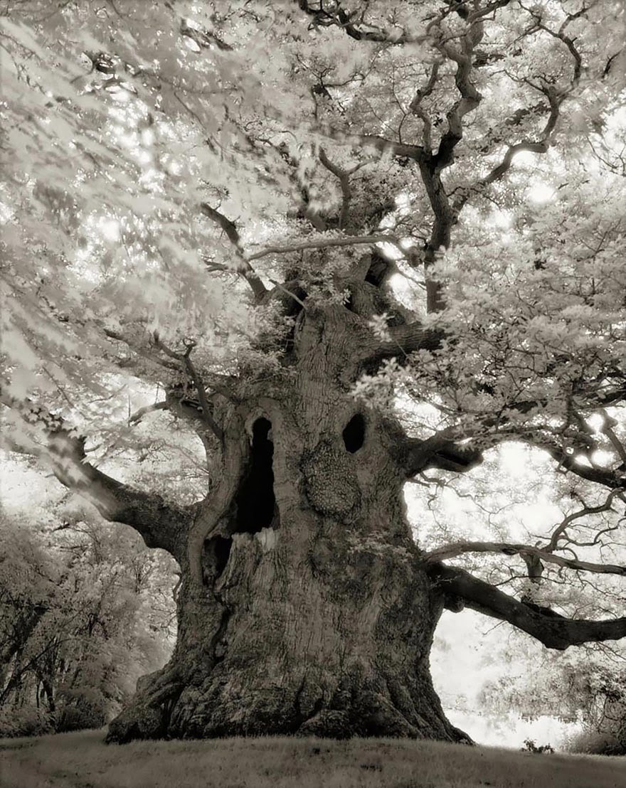 Fotos fantásticas das mais antigas árvores do mundo