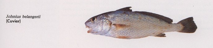 Fish Information (INDONESIA): Spesies Ikan di Perairan ...