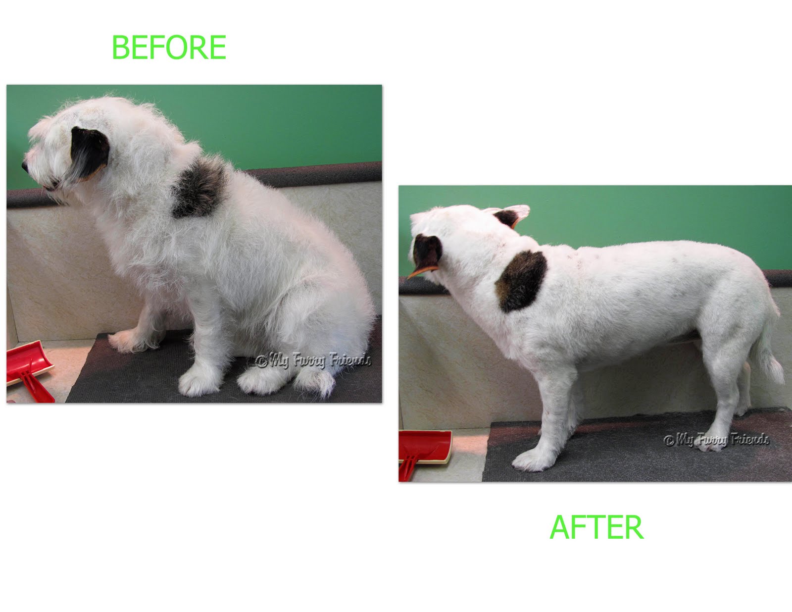 Pet Grooming The Good, The Bad, & The Furry Grooming a Wire hair Jack