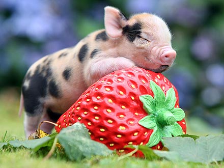 Ginger Micro Pig