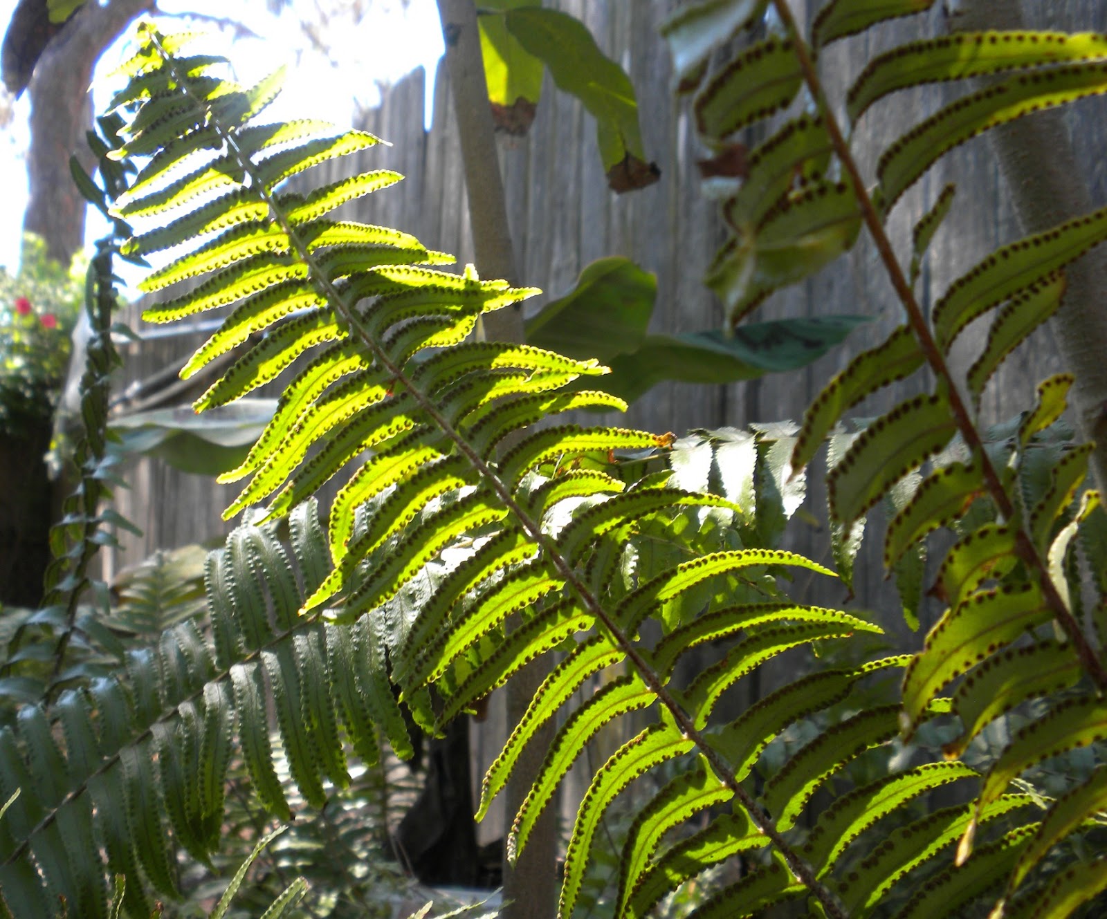 Mad Snapper Ferns in the Sunlight