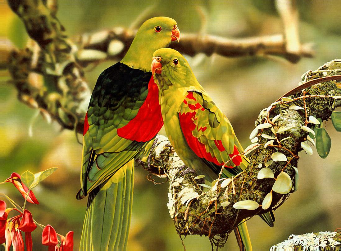 Cute Tropical Colors Parrot HD Wallpaper - tropical colors parrot wallpapers