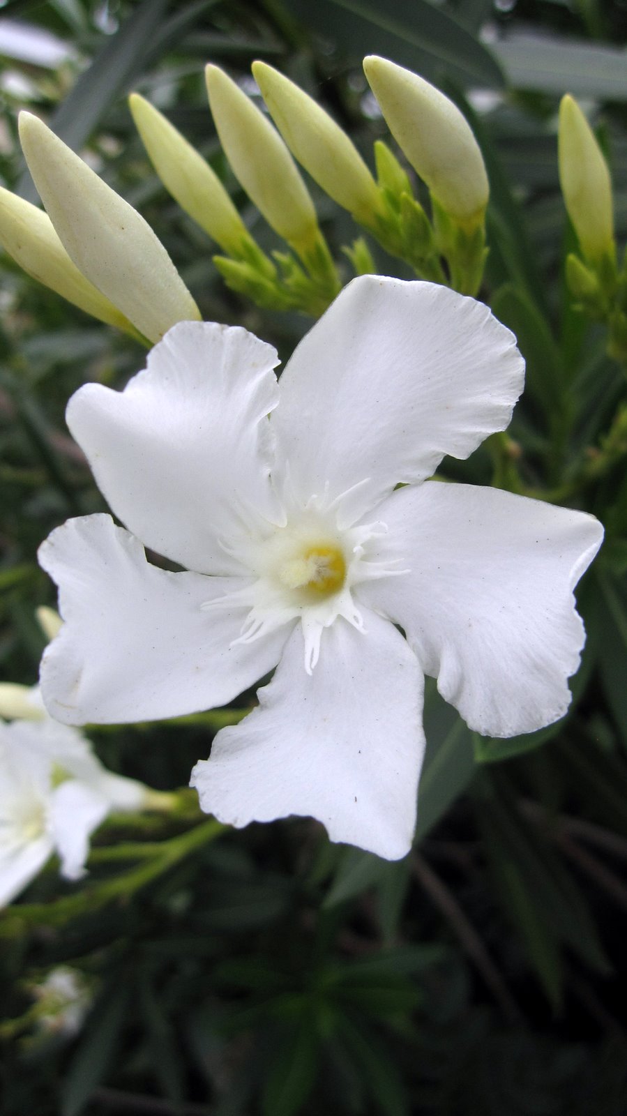 Plant Photography Nerium oleander White Cultivar Portrait