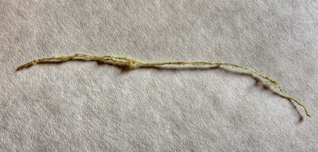 Golden Silk Orb Weaver Spider Strength Test