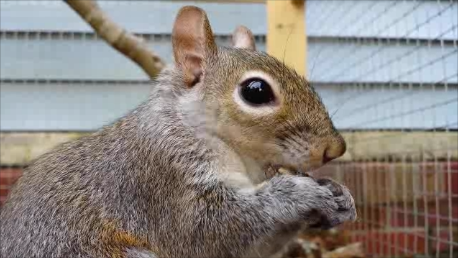 Nibbler Squirrel
