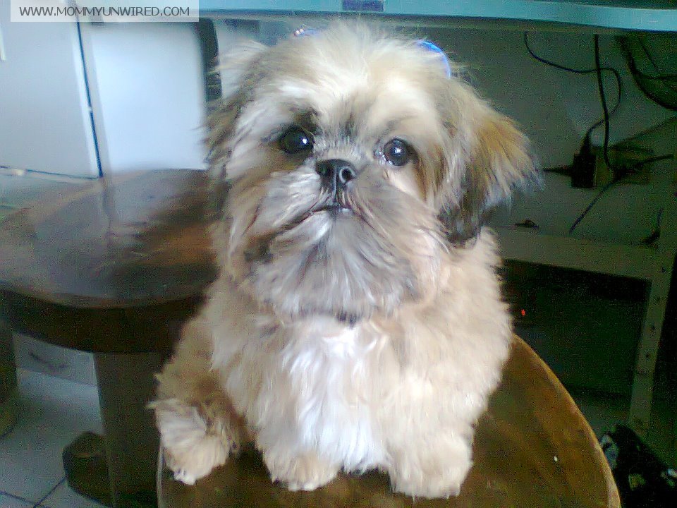 All About This Dog Named Chowder! Mommy Unwired