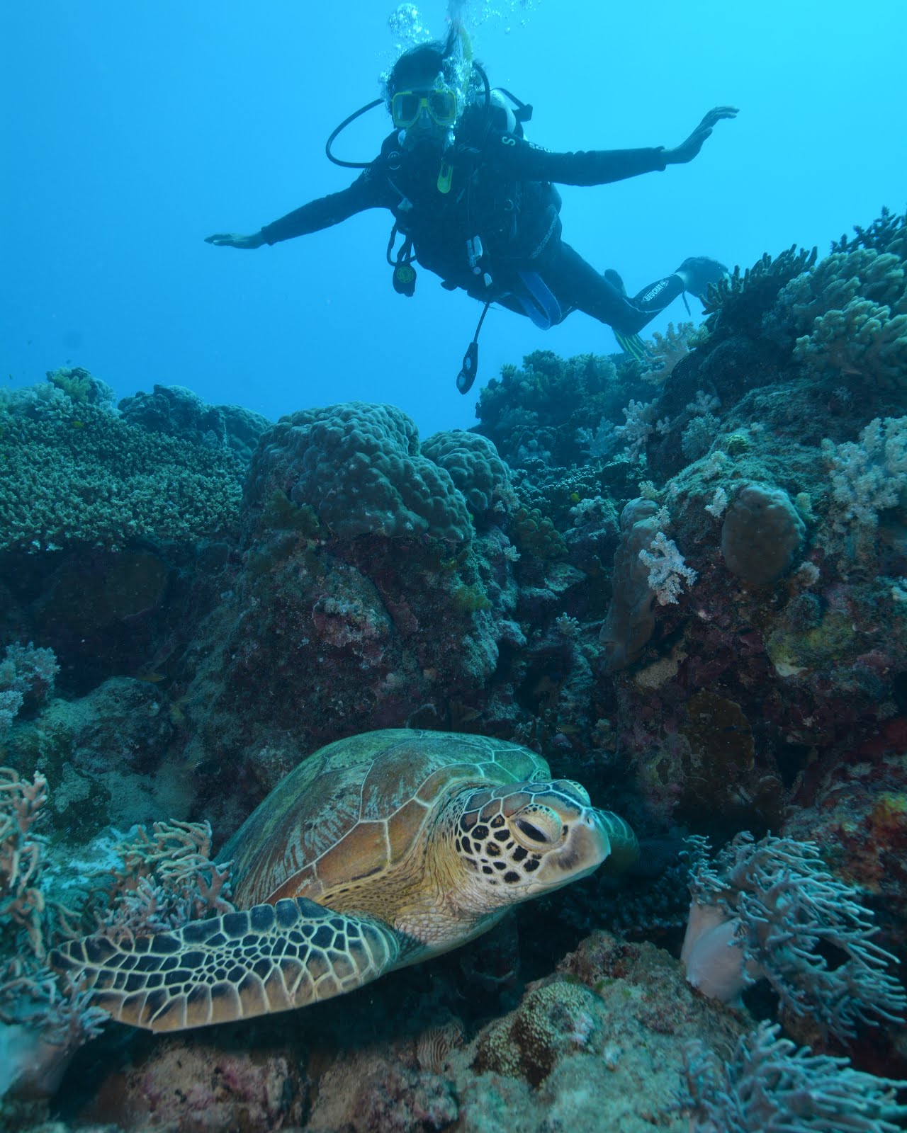 Scuba Mama, Cairns 2016