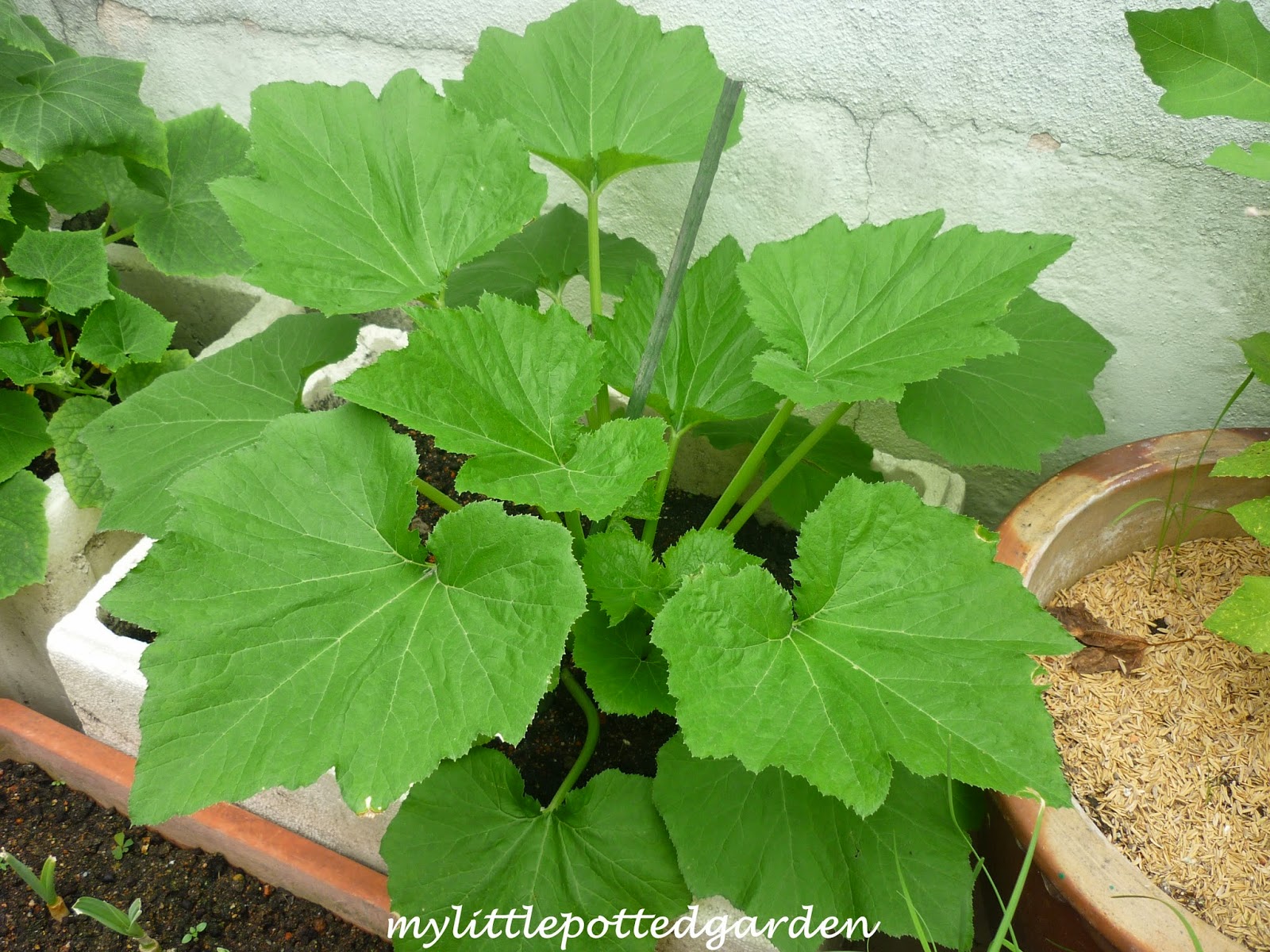My Little Potted Garden Black Beauty Zucchini (Lynseed