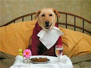 perro comiendo perro comiendo