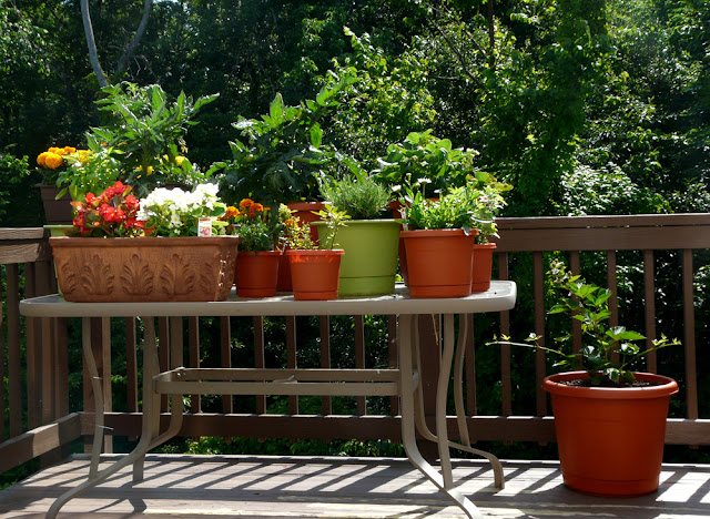 Adventures in Color: Gardens and Adventure Kats and Back Injuries, Oh My!