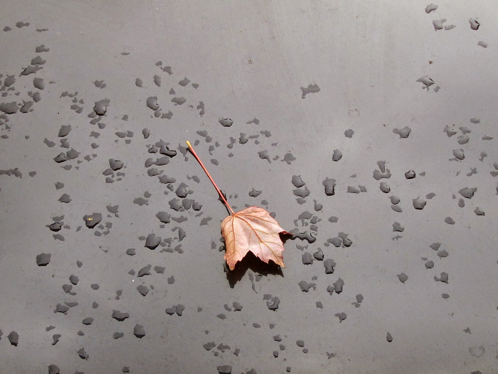leaf with raindrops on hood of black car