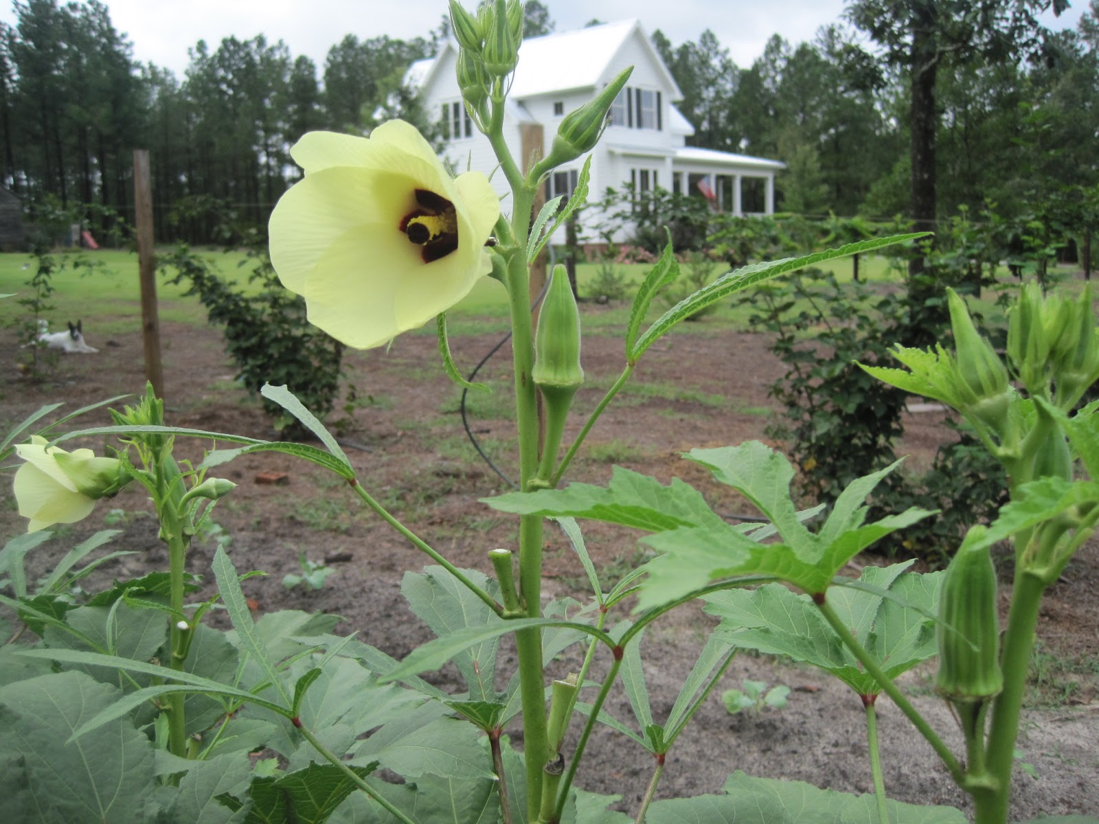 Okra Hill Farm Down in the Okra Patch