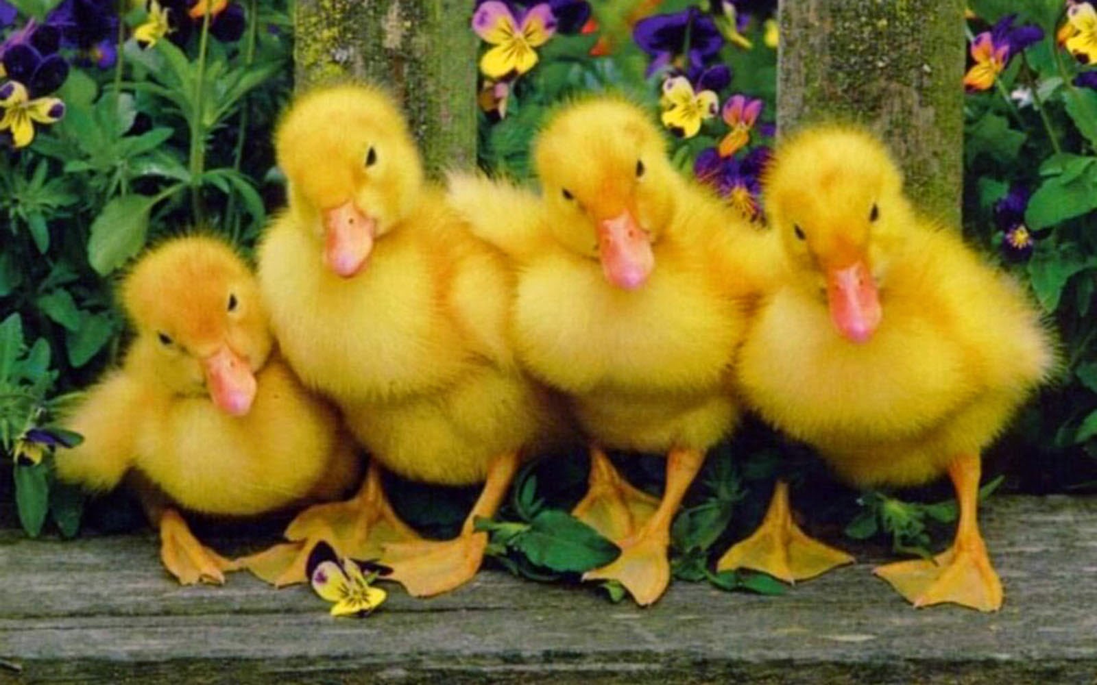 wallpapers: Duck Wallpapers