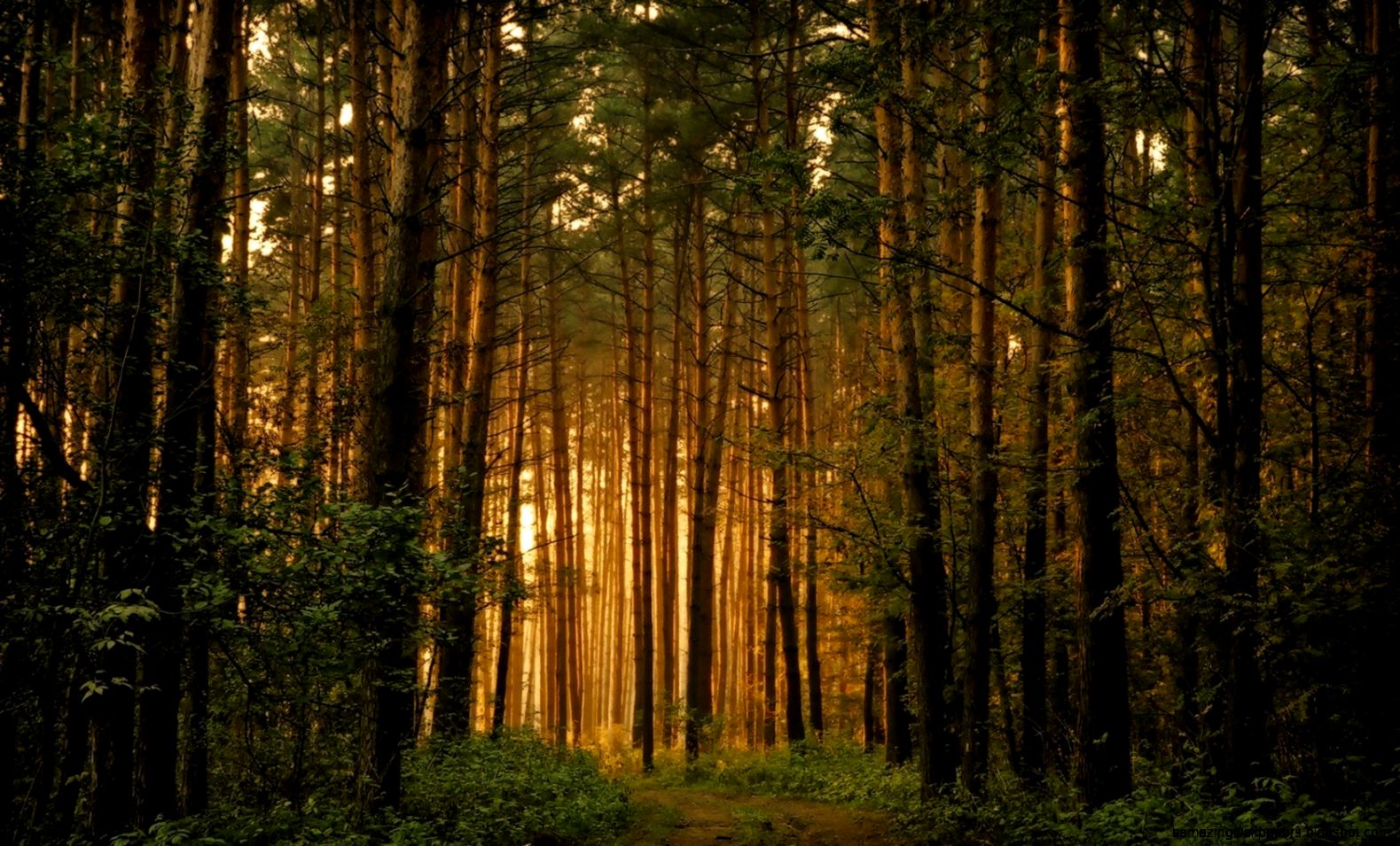 Pine Forest Widescreen Wallpapers 4881 HD Wallpapers Site Pine Forest Widescreen Wallpapers 4881 HD Wallpapers Site