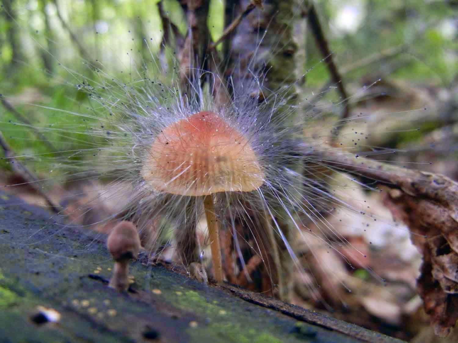 This Mushroom-Shaped Hair Catcher Is So Gross, But Really Satisfying