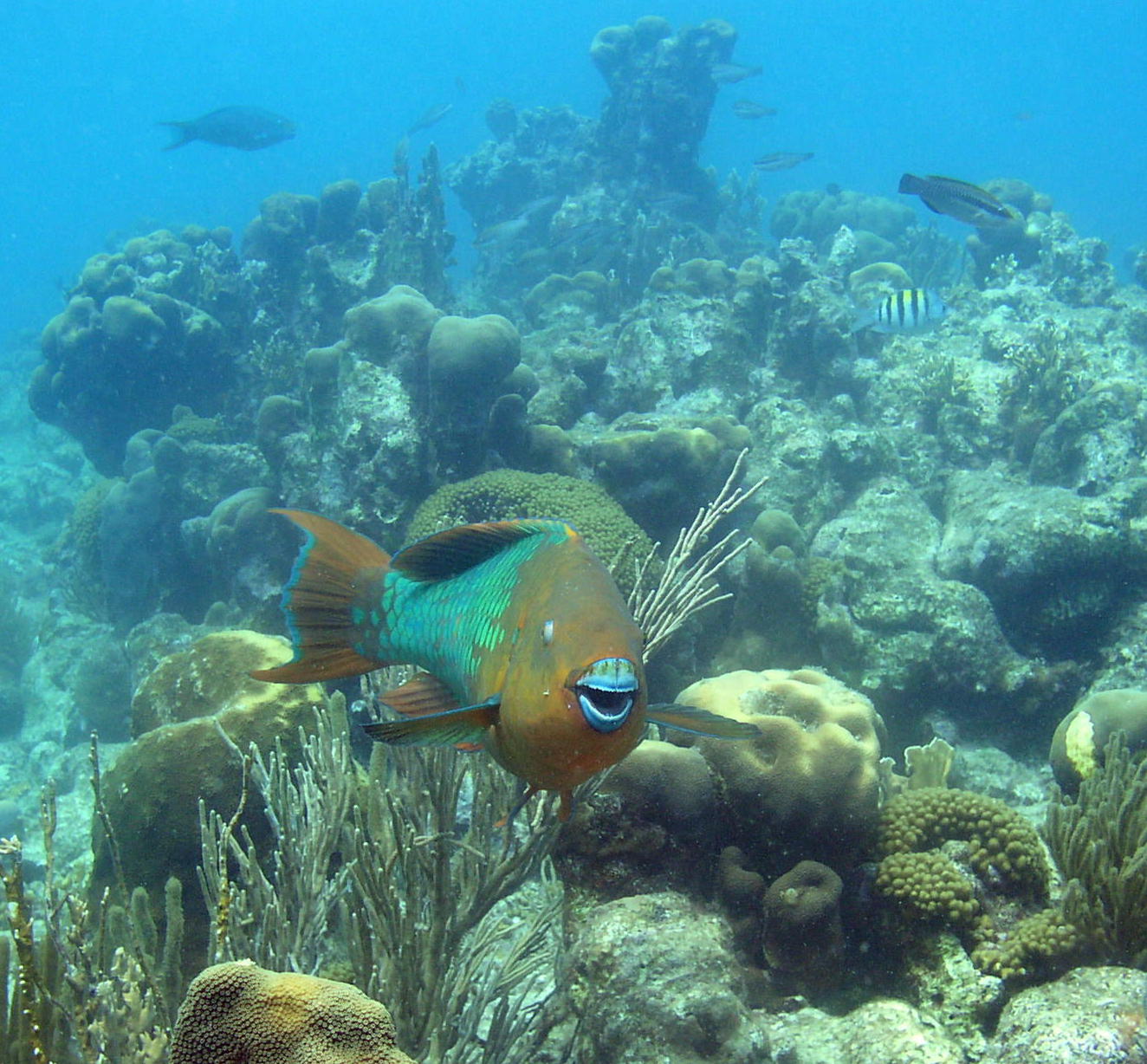 Blue Parrot Fish