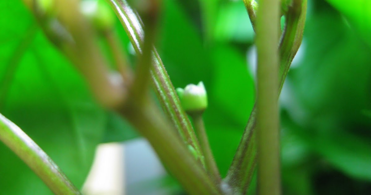 What baby chilis look like Indoor Gardening My Aerogarden and