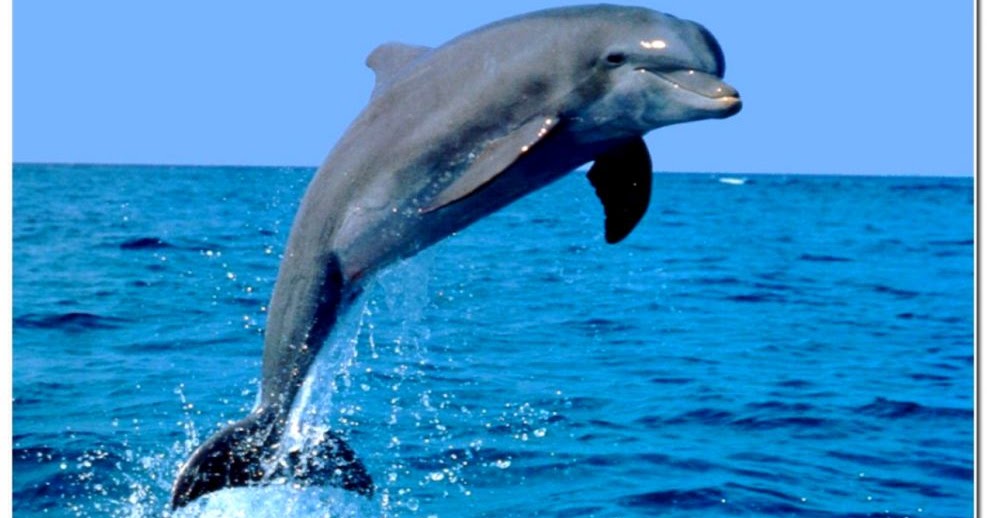 Really Cute Baby Dolphins Amazing Wallpapers