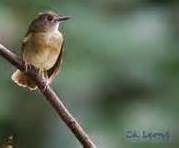 Habitat Sikatan 2 Muscicapidae