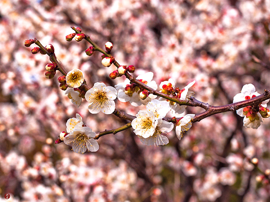 FROM THE GARDEN OF ZEN Ume (Japanese apricot) flowers in Engakuji