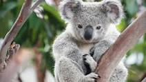 Help Australia's Wildlife by Becoming a Wildlife Warrior