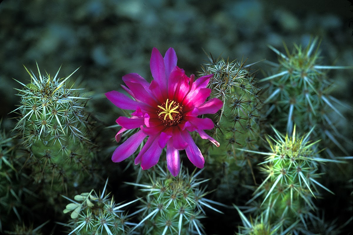 [hedgehog-cactus]
