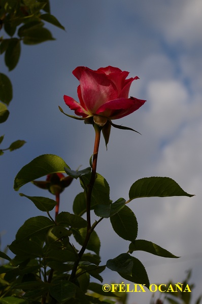 Hermandad de la Virgen de la Rosa La ROSA como símbolo de María.
