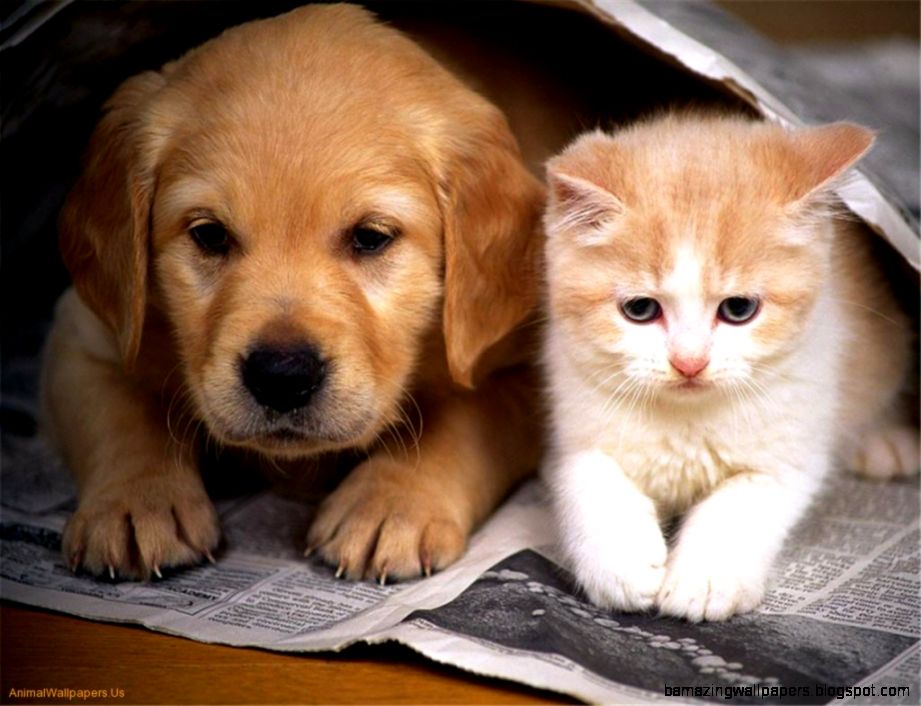 Cute Baby Kittens And Puppies id 93410 BUZZERG Cute Baby Kittens And Puppies id 93410 BUZZERG