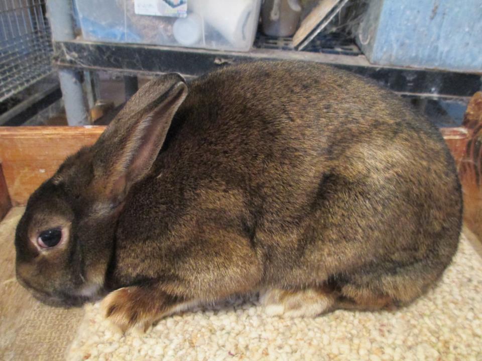 Somerhill Farm My new Satin Rabbits