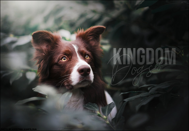 Kingdom of Dogs