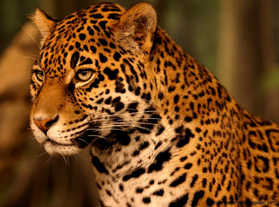Jaguar Wallpaper Animals Town Jaguar Wallpaper Animals Town