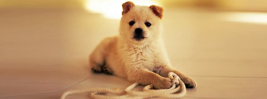 Puppies Pictures Gallery