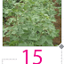 Article on Cotton Crops