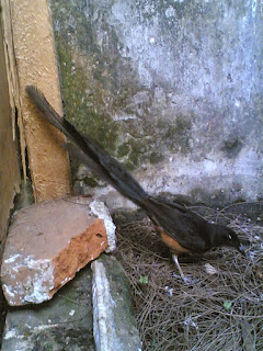 kicaurahmat.blogspot.com