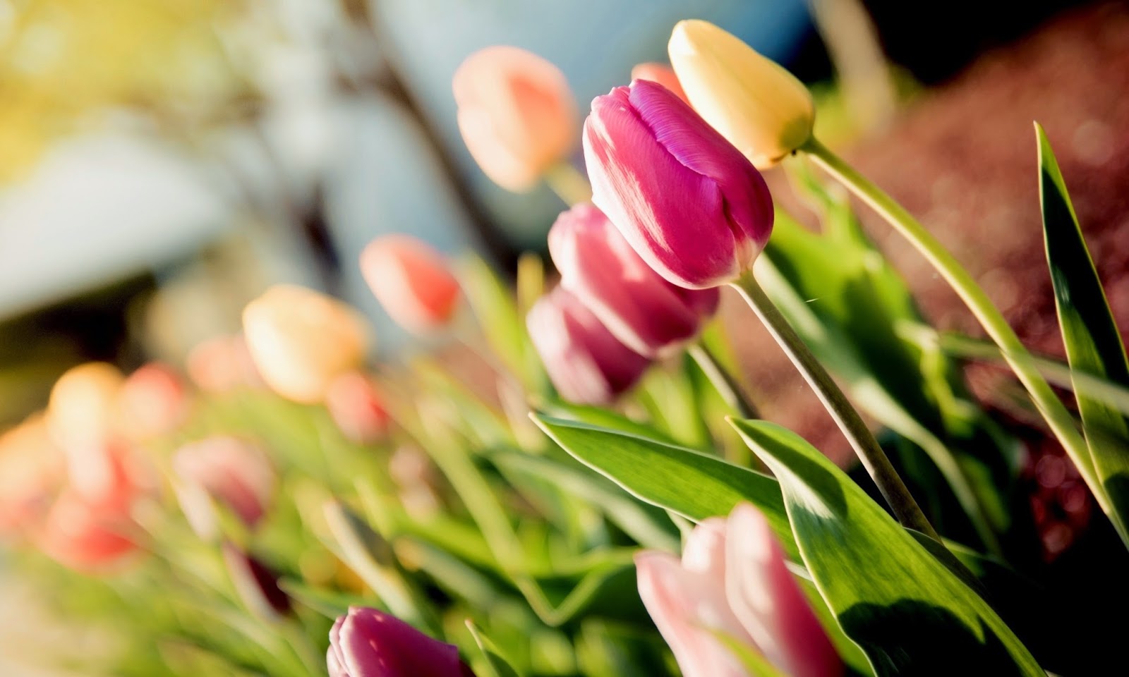 flower wallpaper mp3 tulips hd wallpapers free flower wallpaper mp3 tulips hd wallpapers free