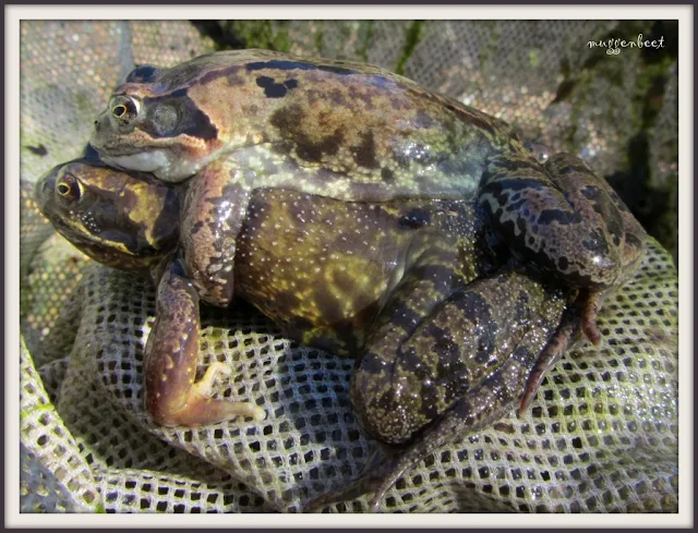 amplexus bruine kikker